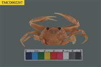 藏品(直額蟳)的圖片